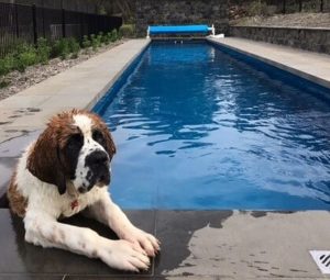 Compass Pools Australia Pool with Roller Cover in Fastlane 17m Pacific Compass Pools Australia Pool with Roller Cover in Fastlane 17m Pacific