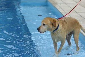 Compass Pools Melbourne X Trainer 8.2 self cleaning pool with custom ramp Kensington Victoria